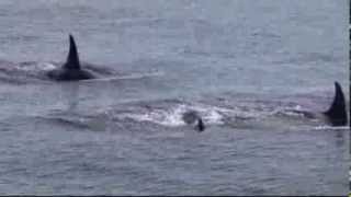 Wild Orcas of Puget Sound [upl. by Warthman]