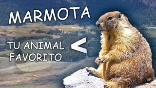 LAS MARMOTAS son el MEJOR ANIMAL DEL MUNDO y te explico porque [upl. by Eiser]