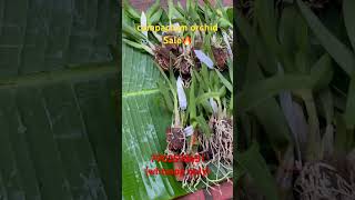 Yaya sale🔥 yaya compactum compact miniature orchidnursery orchidcollection malayalam trip [upl. by Ahseiym769]