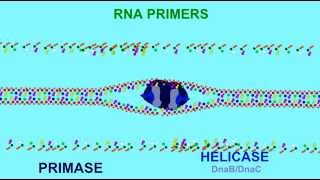 DNA REPLICATION RNA PRIMERS [upl. by Tito278]