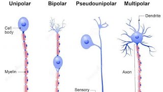 TYPES OF NEURON  UNIPOLAR MULTIPOLAR BIPOLAR MYELINATED AND NON MYELINATED NEURONS CLASS XI [upl. by Gayla825]