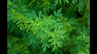 Wormwood its benefits how to use and warnings [upl. by Pomona251]