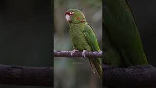 Beautiful parrot perched on a tree branch greenparrot nature parrot bird wildlife love HA43609 [upl. by Titus780]