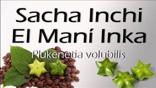 ACEITE DE SACHA INCHI  BENEFICIOS Y CARACERISTICAS [upl. by Lower884]