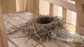 American Robin building nest over 3 daystimelapse video [upl. by Ahsitauq108]