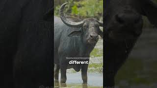 Bison vs Buffalo Whats the Difference [upl. by Geminius]