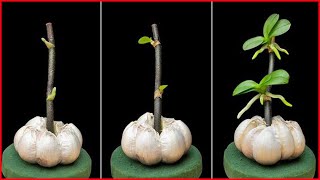 VEGETABLE GARDEN HACKS Propagating Growing Garlic on Balconies at Home for Beginners [upl. by Handler]