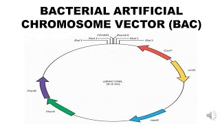 BAC VECTORS [upl. by Ylrebmic]