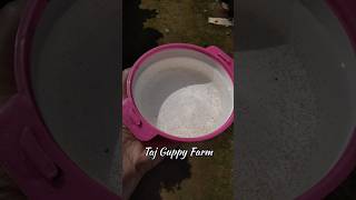 Moina Culture Malayalam 🥰 moina guppy guppies guppyfarm aquarium shorts shortvideo trending [upl. by Arebma]