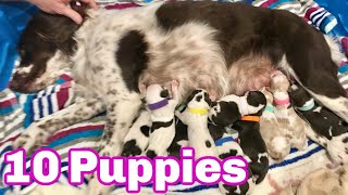 Our Dog Giving Birth to 10 Puppies First Litter Brittany Spaniel [upl. by Enyrb377]