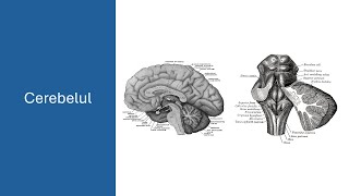 Cerebelul  Anatomie È™i fiziologie [upl. by Anirdua]