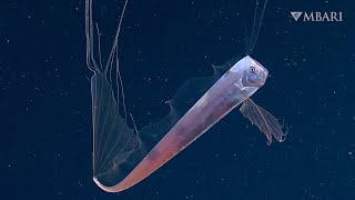 MBARI 2021 A collection of this years best moments in the deep sea [upl. by Alisen244]