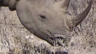 Tswalu South Africa Rhino [upl. by Aztiraj]