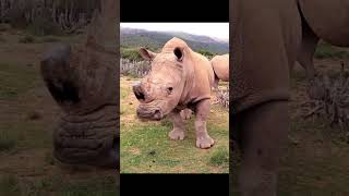 Le Monde des Animaux  Le Rhinocéros lAnimal Géant de la Savane education [upl. by Pylle270]