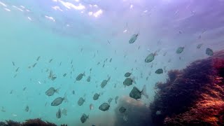 Explore Sesimbra Bay A Snorkeling Paradise near Lisbon Portugal [upl. by Enahpets623]