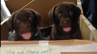 Welcome Home 8 Week Old Chocolate Labrador Puppy [upl. by Nnylrebma898]