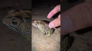 Boing Boing catch lizards and makes you laugh  Bounce Bounce funny catching Toad  Tep longheng fun [upl. by Cheung]