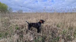 Deutsch Drahthaar  Jagdhunde  Hunting dog spring trainingPheasant [upl. by Aimehs164]