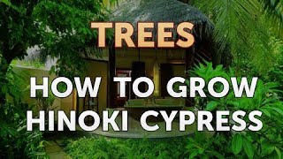 How to Grow Hinoki Cypress [upl. by Eemia]