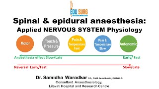 Applied physiology  Nervous system simplified  spinal  Epidural anesthesia  Edusurg Clinics [upl. by Adao540]