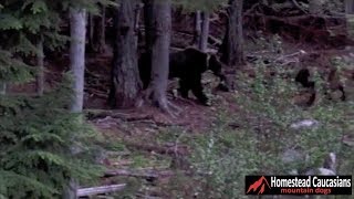 Caucasian Ovcharka chases grizzly bear out of our yard [upl. by Kirima357]