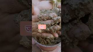 Aralia Plant Propagation From Cutting ytshort shortvideo viral Plant [upl. by Ashli]