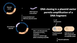 DNA cloning in a plasmid vector permits amplification of a DNA fragment [upl. by Ailssa361]