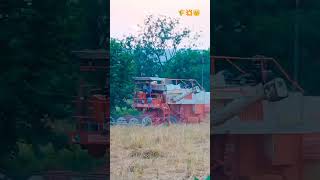 Harwestar 🌾💥 tranding kisan jamidar desibalak villagelife dhankikheti shorts youtubeshorts [upl. by Hirz726]