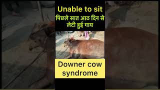 Downer cow syndrome l Dr umar khan [upl. by Bork]