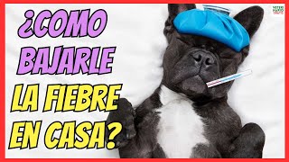 🔴 ¿COMO BAJAR LA FIEBRE A UN PERRO EN CASA CON REMEDIOS CASEROS 🔴 [upl. by Llehcar]