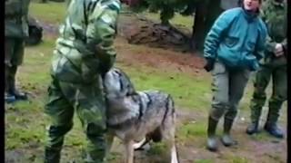 Sorprendente Mujer enseña a un lobo quién es el jefe aquí realmente [upl. by Anum]