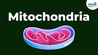 Mitochondria  Powerhouse of the Cell  Dont Memorise [upl. by Irtimed]