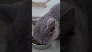 British Shorthair Cat Eating [upl. by Ennairrac805]