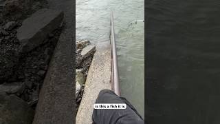 Was it a snag or a fish fishspecies fish freshwaterfish fishpic fishing bigcatfish catfish [upl. by Yelserp953]