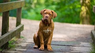 Mason  Dogue De Bordeaux Puppy  4 Week Residential Dog Training at Adolescent Dogs [upl. by Akeryt]