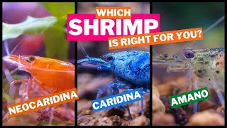 WHICH SHRIMP IS RIGHT FOR YOU A Guide To Freshwater Shrimp [upl. by Nnaillij811]