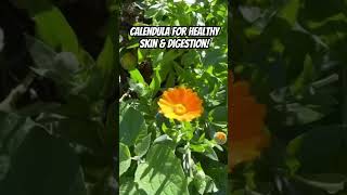 Calendula officinalis for healthy skin amp digestion 🌼 herbalremedies [upl. by Llerdnek]