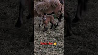 New lamb arrived  shorts short farming animals cute sheep goat baby lamb farm farmlife [upl. by Anuahsal]