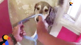 Officers Run Into Shelter To Rescue Animals from California Wild Fire  The Dodo [upl. by Noelopan]