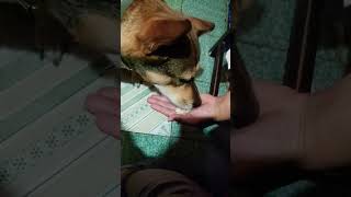 Newari Dogs love this Food [upl. by Furnary]