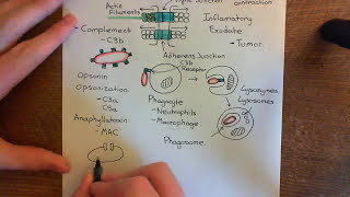 Leukocyte Extravasation Part 4 [upl. by Tierza]