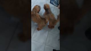 viralvideo shortvideo dogie dogshorts doglover [upl. by Laehcimaj66]