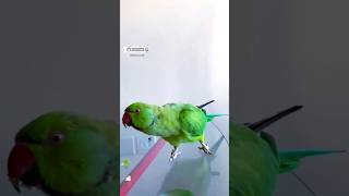 talkingparrot cute mitthu parrottalking parrot shortfeed youtubeshorts [upl. by Jolene]