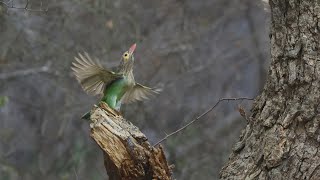 Weekend Bird Watching Trip to Bhondsi Nature Park Nature Relaxing Videorelaxing [upl. by Onitsoga]