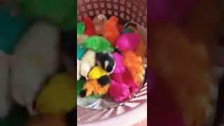 Different types of Colours from Small Hen Chicks Nice Performance [upl. by Yhotmit]