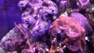 Acanthastrea eat Asterina [upl. by Adnamra71]