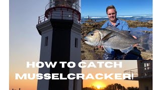 How to catch Musselcracker [upl. by Onez]