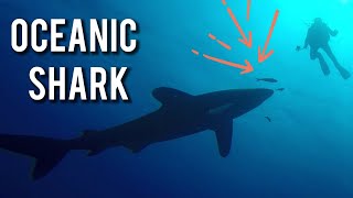 Oceanic SHARK🔴 Tiburón de Puntas Blancas🟡4K🟡 Red Sea [upl. by Rather457]