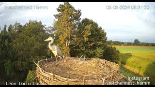 HammD Grey herons in the stork nest 20240908 [upl. by Violante]