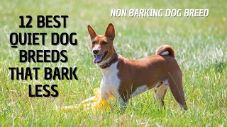 12 Best Quiet Dog Breeds That Bark Less  Non Barking Dog Breed [upl. by Aiekal]